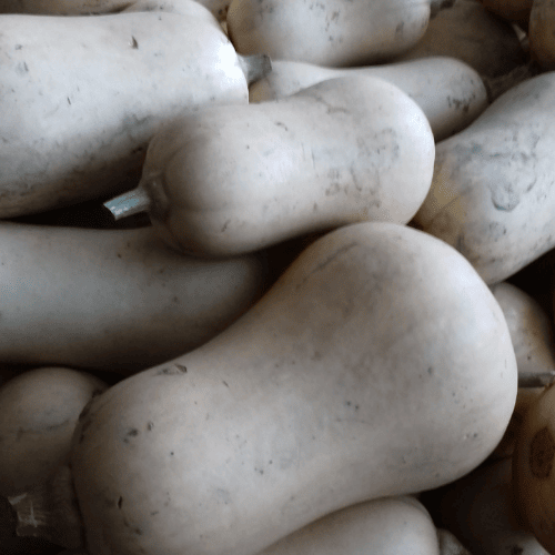 Courge Butternut (1,0-1,5 kg)